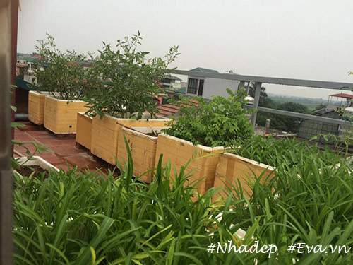 Ngưỡng mộ vườn rau quả xanh tốt "vạn người mê" trên sân thượng của ông bố Hà Thành 12