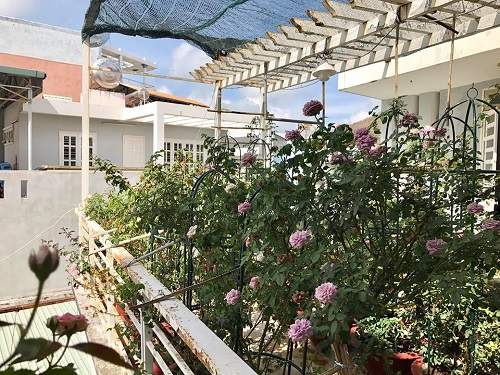 Choáng ngợp vườn hồng sân thượng tuyệt đẹp của chuyên gia trang điểm nổi tiếng Vũng Tàu 15