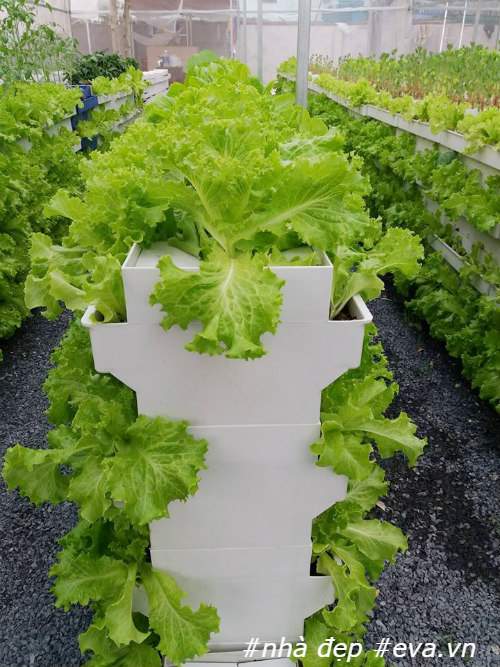 8X Sài Thành thành công với mô hình trồng rau sạch thổ canh từ sáng chế độc đáo 21
