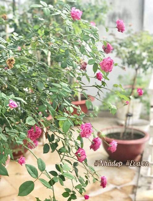 Choáng ngợp vườn hồng sân thượng tuyệt đẹp của chuyên gia trang điểm nổi tiếng Vũng Tàu 27