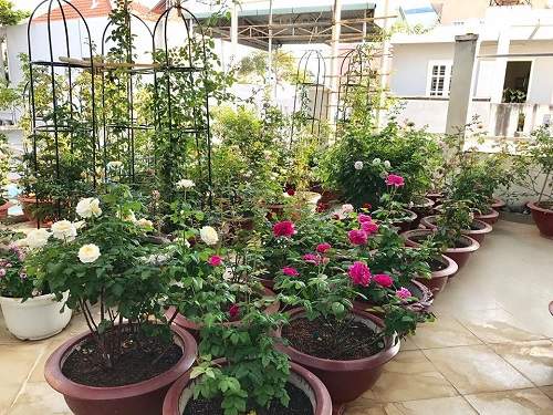 Choáng ngợp vườn hồng sân thượng tuyệt đẹp của chuyên gia trang điểm nổi tiếng Vũng Tàu 21
