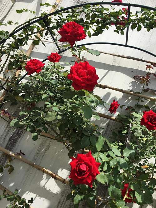 Choáng ngợp vườn hồng sân thượng tuyệt đẹp của chuyên gia trang điểm nổi tiếng Vũng Tàu 33