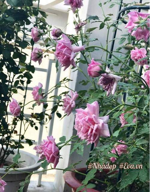 Choáng ngợp vườn hồng sân thượng tuyệt đẹp của chuyên gia trang điểm nổi tiếng Vũng Tàu 30