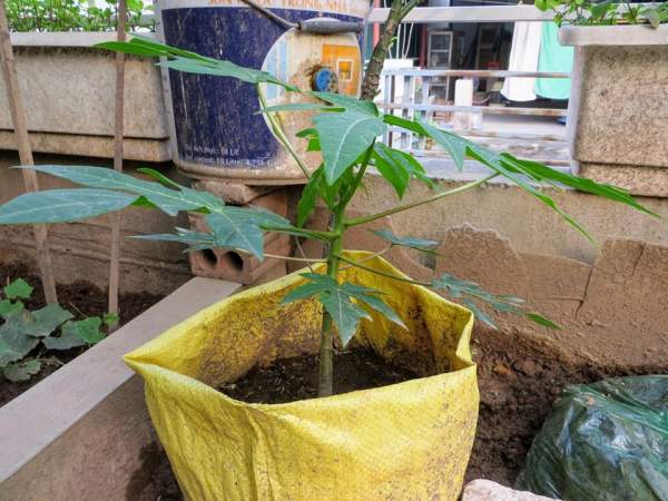 Lão Nông Phố mách cách trồng đu đủ trong chậu và thùng xốp sai quả 15