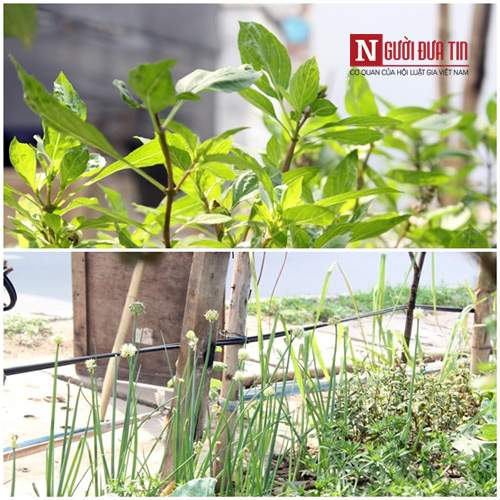 Hà Nội: Mãn nhãn vườn rau sạch dài gần 2km trồng trong hốc xi măng 33
