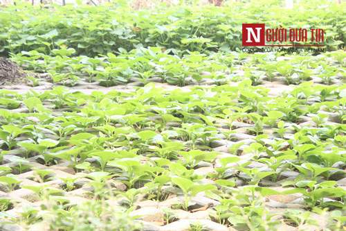Hà Nội: Mãn nhãn vườn rau sạch dài gần 2km trồng trong hốc xi măng 15