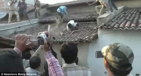 Ấn Độ: Báo sổng chuồng vồ kiểm lâm trên mái nhà 2