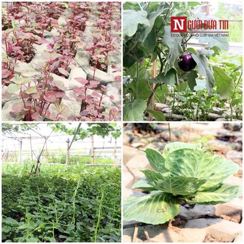 Hà Nội: Mãn nhãn vườn rau sạch dài gần 2km trồng trong hốc xi măng 36