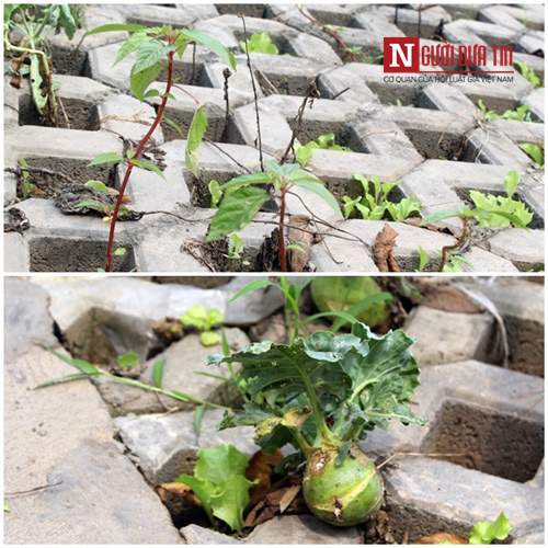 Hà Nội: Mãn nhãn vườn rau sạch dài gần 2km trồng trong hốc xi măng 30