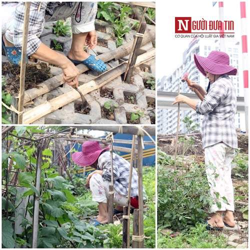 Hà Nội: Mãn nhãn vườn rau sạch dài gần 2km trồng trong hốc xi măng 27