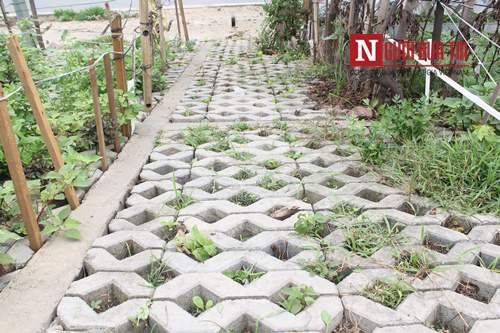Hà Nội: Mãn nhãn vườn rau sạch dài gần 2km trồng trong hốc xi măng 9