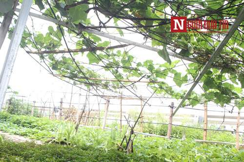 Hà Nội: Mãn nhãn vườn rau sạch dài gần 2km trồng trong hốc xi măng 12