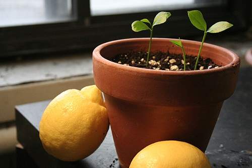 Mách mẹ 3 cách trồng cây siêu dễ, cho quả hái mỏi tay từ quả có sẵn trong bếp 15