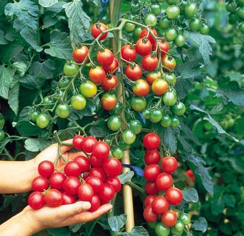 Mách mẹ 3 cách trồng cây siêu dễ, cho quả hái mỏi tay từ quả có sẵn trong bếp 42