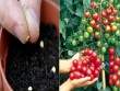 Mách mẹ 3 cách trồng cây siêu dễ, cho quả hái mỏi tay từ quả có sẵn trong bếp