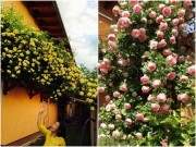 "Vườn hồng" đẹp mê hồn trên cửa sổ nhà bếp của mẹ Hà Thành 20 năm đi chợ "săn" hoa 45