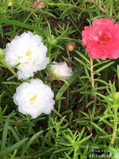 "Đã mắt" với vườn hoa lan hồ điệp ngập sắc của mẹ Việt ở trời Tây 51