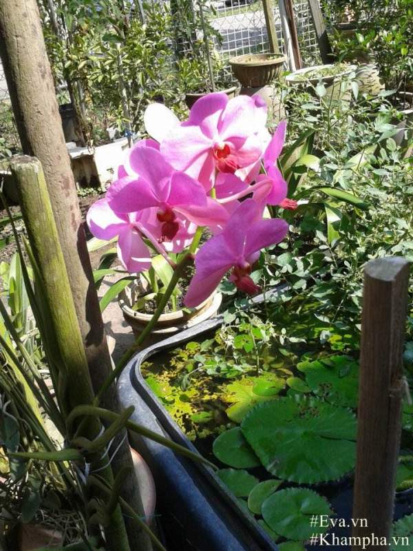 "Đã mắt" với vườn hoa lan hồ điệp ngập sắc của mẹ Việt ở trời Tây 27