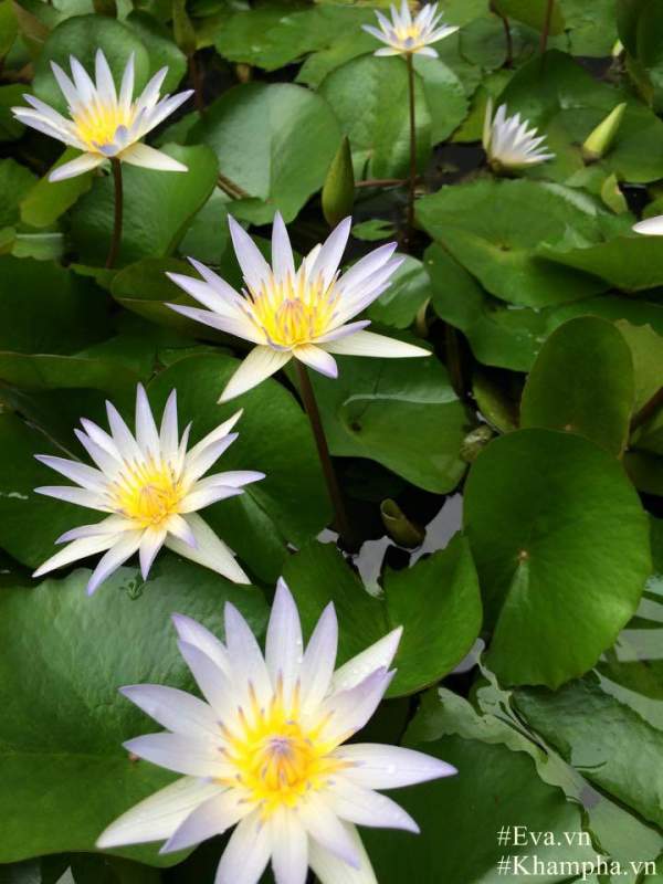 "Đã mắt" với vườn hoa lan hồ điệp ngập sắc của mẹ Việt ở trời Tây 54