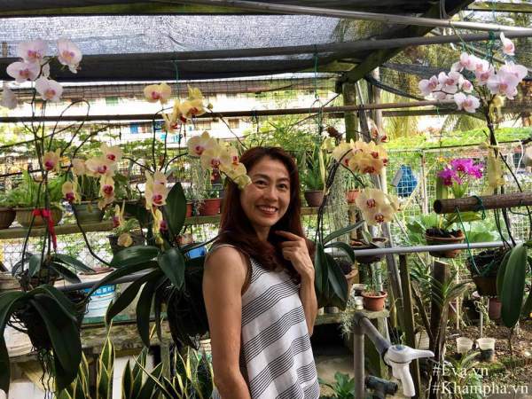 "Đã mắt" với vườn hoa lan hồ điệp ngập sắc của mẹ Việt ở trời Tây 3
