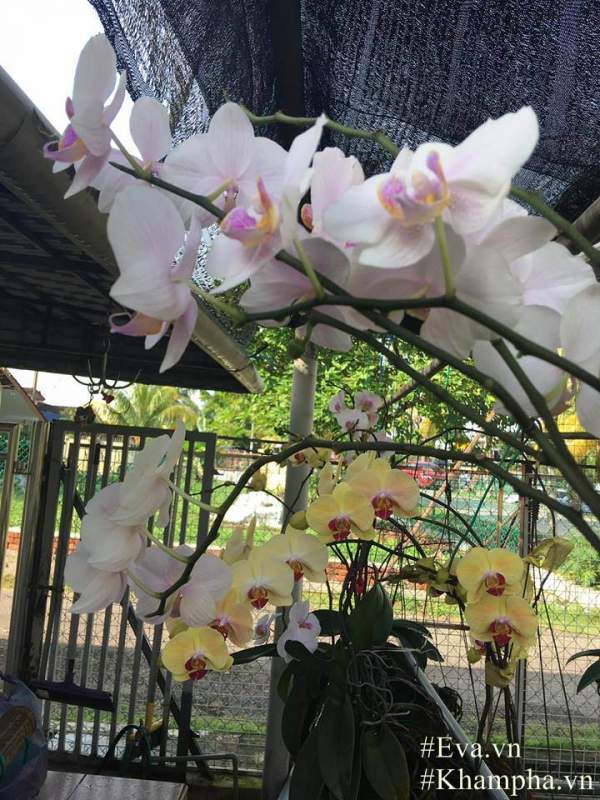 "Đã mắt" với vườn hoa lan hồ điệp ngập sắc của mẹ Việt ở trời Tây 33