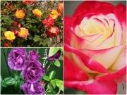 Học ngay cách trồng cây lá bỏng hoa hồng xanh tuyệt đẹp đang được dân mạng “lùng sục” 45