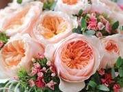 Học ngay cách trồng cây lá bỏng hoa hồng xanh tuyệt đẹp đang được dân mạng “lùng sục” 44