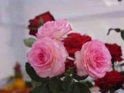Loài hoa hồng "đắt xắt ra miếng" này đang làm điên đảo chị em khắp thế giới 18