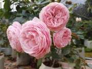 Loài hoa hồng "đắt xắt ra miếng" này đang làm điên đảo chị em khắp thế giới 17