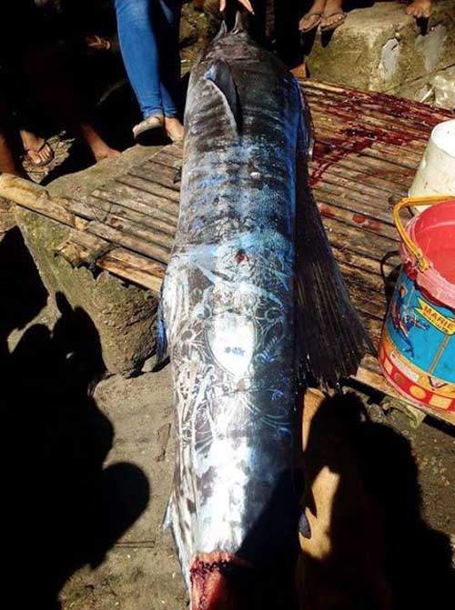 Philippines: Bắt được loài cá xăm kín thân hết sức kỳ lạ 2
