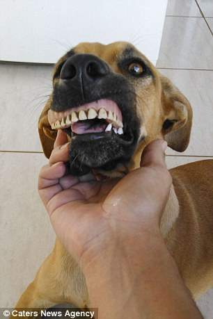 Chú chó nổi tiếng vì có hàm...răng người 2