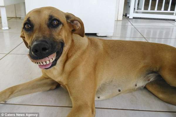 Chú chó nổi tiếng vì có hàm...răng người 3