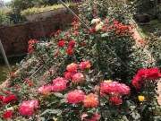Khu vườn rực rỡ có hàng rào hoa hồng đẹp như cổ tích, tràn ngập rau trái của mẹ Việt ở Mỹ 49