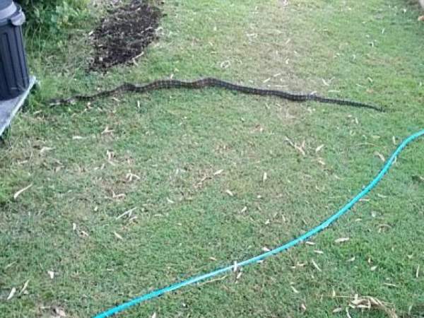 Úc: Dùng xẻng chặt đầu rắn độc vì cả gan giết chó nhà 3