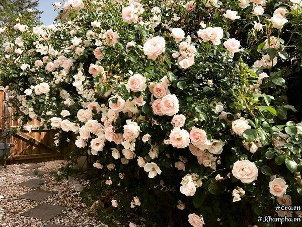 Khu vườn rực rỡ có hàng rào hoa hồng đẹp như cổ tích, tràn ngập rau trái của mẹ Việt ở Mỹ 9