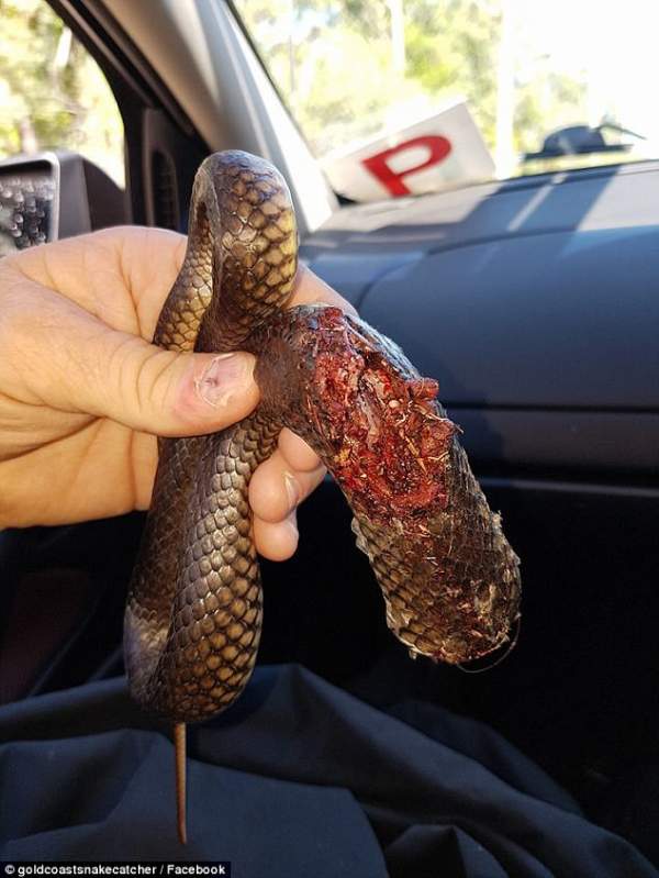 Úc: Dùng xẻng chặt đầu rắn độc vì cả gan giết chó nhà 2