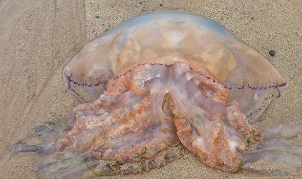 Ngàn con sứa khổng lồ trôi dạt bờ biển Anh 2