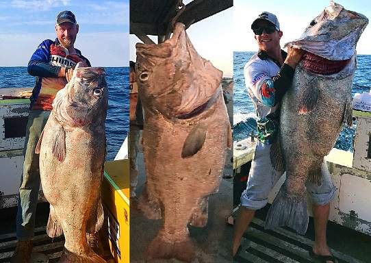 Úc: Đi câu cá 3kg, bắt được "quái vật" khổng lồ 70kg 2