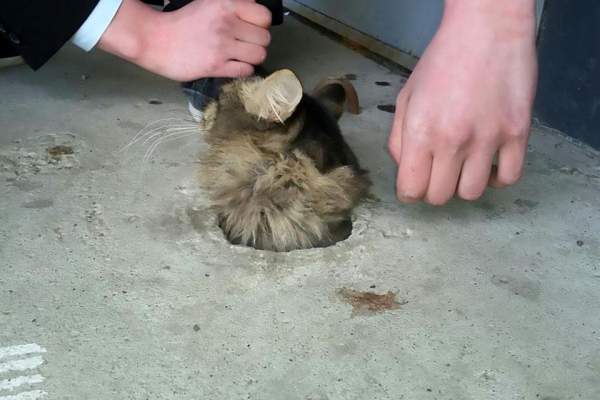 Mèo bị kẹt trong sàn xi măng, quá béo nên không thể chui ra 2