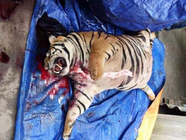 Mua hổ sống nặng 200 kg từ Nghệ An ra Hà Nội nấu cao 3