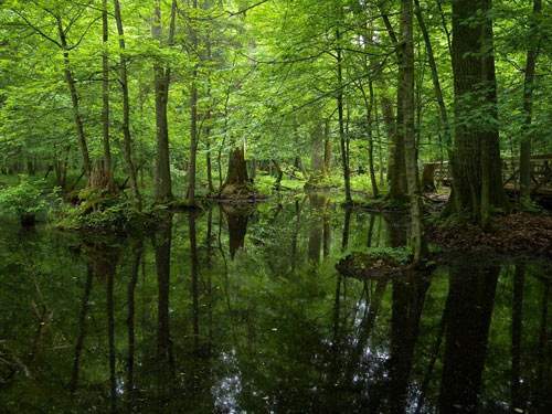 Khung cảnh ma mị trong khu rừng nguyên sinh cuối cùng ở châu Âu 3