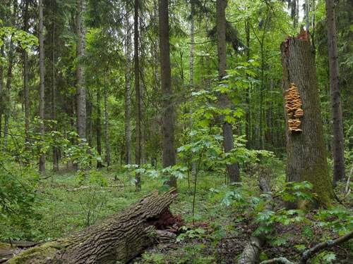 Khung cảnh ma mị trong khu rừng nguyên sinh cuối cùng ở châu Âu 4
