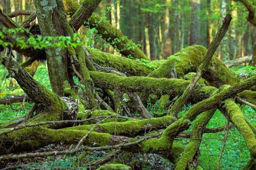Khung cảnh ma mị trong khu rừng nguyên sinh cuối cùng ở châu Âu 9