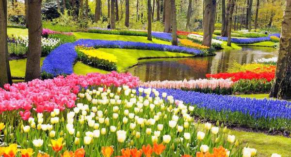 Vẻ quyến rũ mê hoặc của vườn hoa Keukenhof ở xứ sở cối xay gió 12