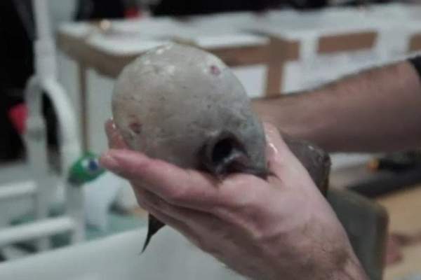 Úc: Phát hiện sinh vật không mặt quái dị dưới đáy biển sâu 3