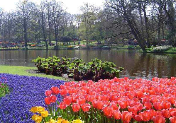 Vẻ quyến rũ mê hoặc của vườn hoa Keukenhof ở xứ sở cối xay gió 13