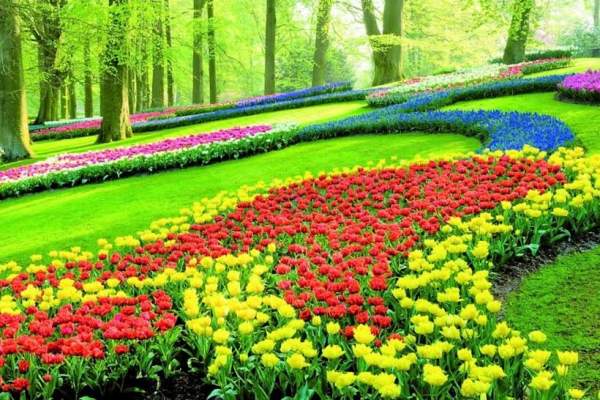 Vẻ quyến rũ mê hoặc của vườn hoa Keukenhof ở xứ sở cối xay gió 5