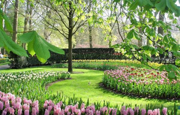 Vẻ quyến rũ mê hoặc của vườn hoa Keukenhof ở xứ sở cối xay gió 8