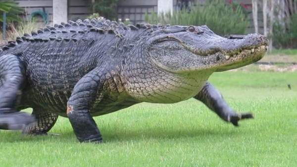 Video: Cá sấu khổng lồ huyền thoại nghênh ngang quanh sân golf 2