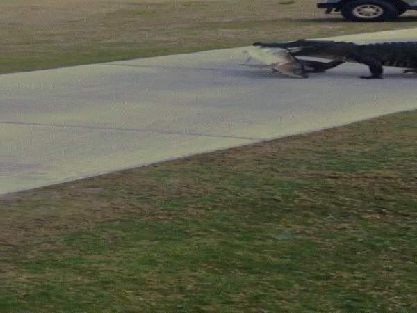 Video: Cá sấu khổng lồ huyền thoại nghênh ngang quanh sân golf 4